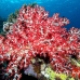 coral_soft_ni_h_0705_png1655.jpg